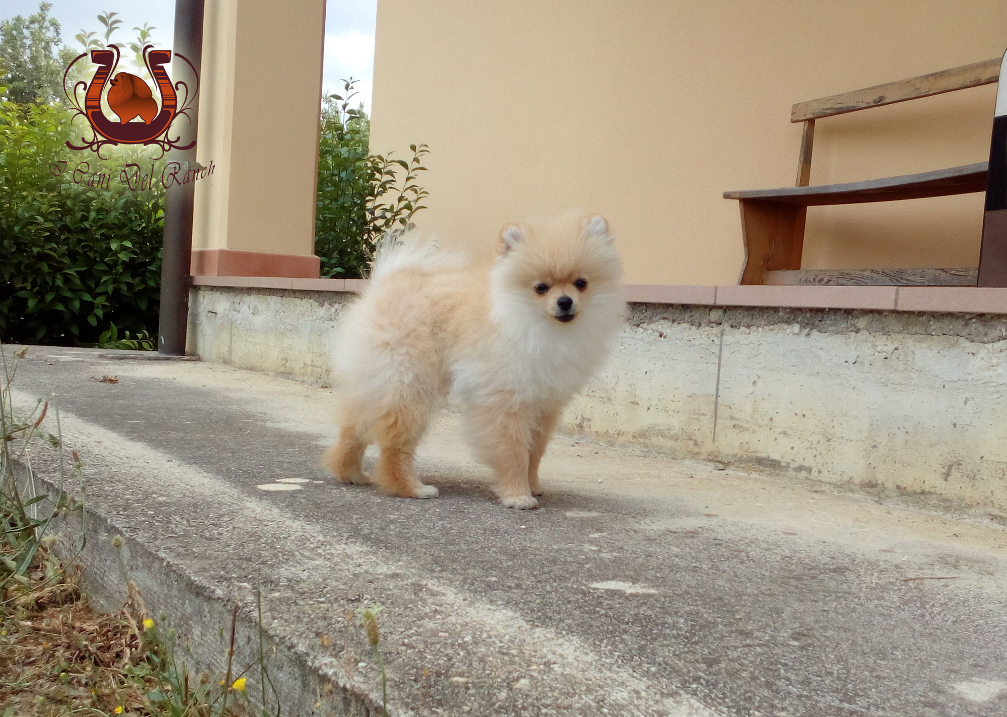 Cucciolo di Volpino di Pomerania