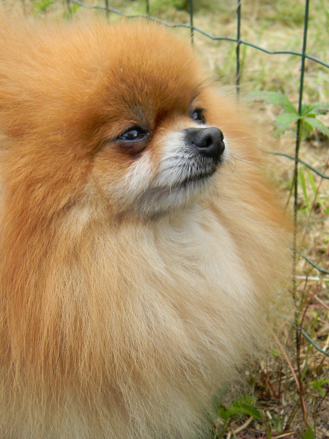 Spitz Tedesco Nano Spitz Tedesco Nano