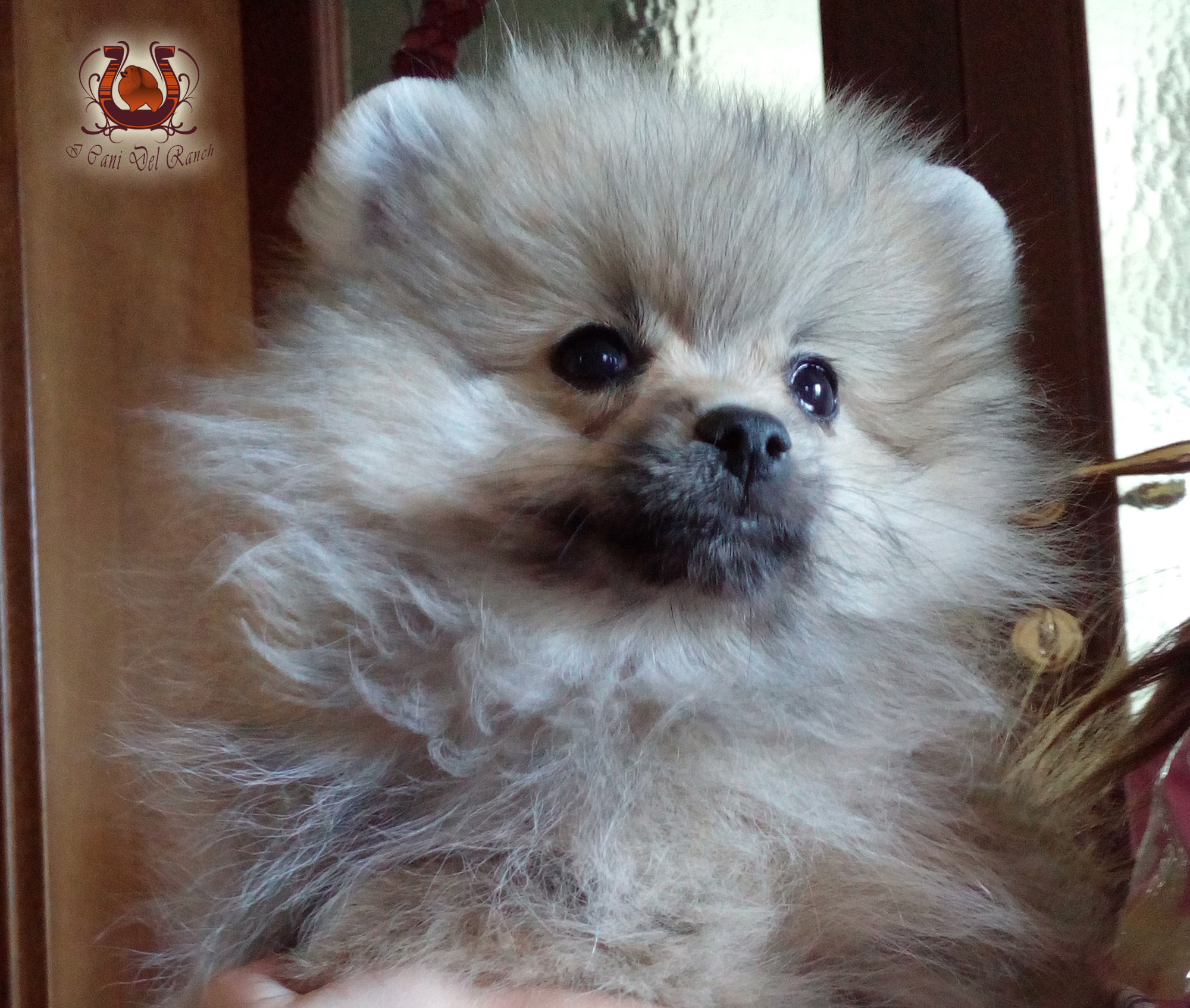 Cucciolo di Volpino di Pomerania