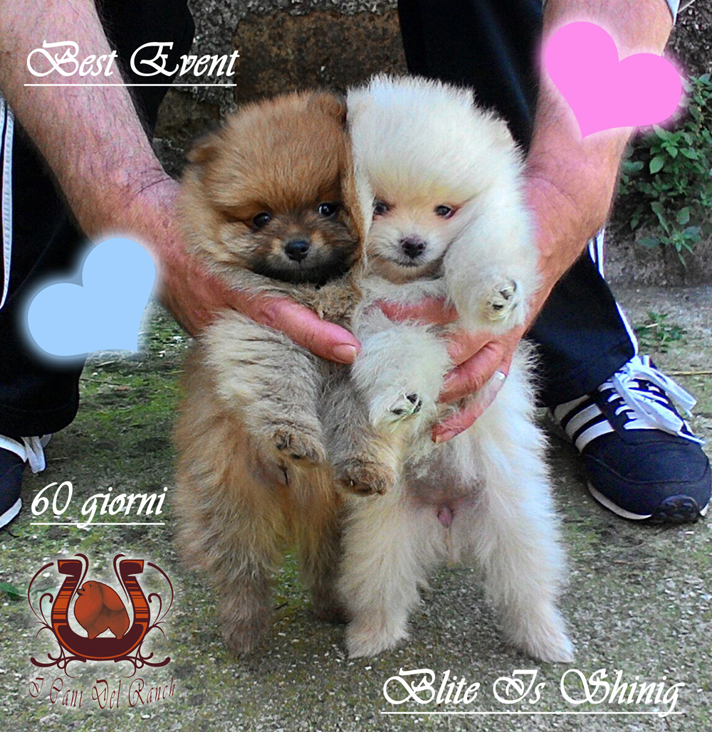 cuccioli di volpino di pomerania