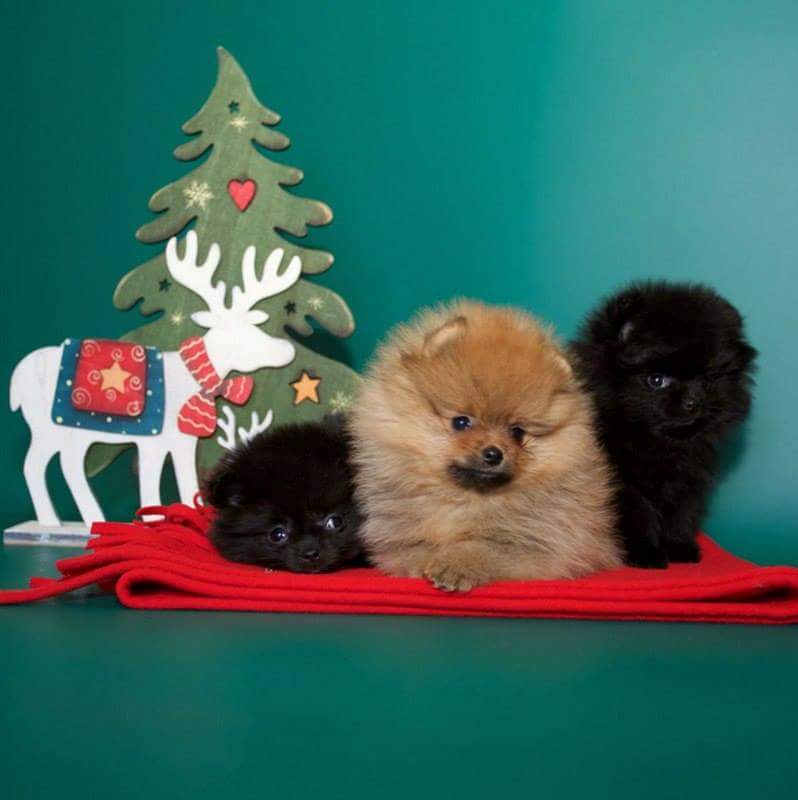 cuccioli di volpino di pomerania cuccioli di volpino di pomerania