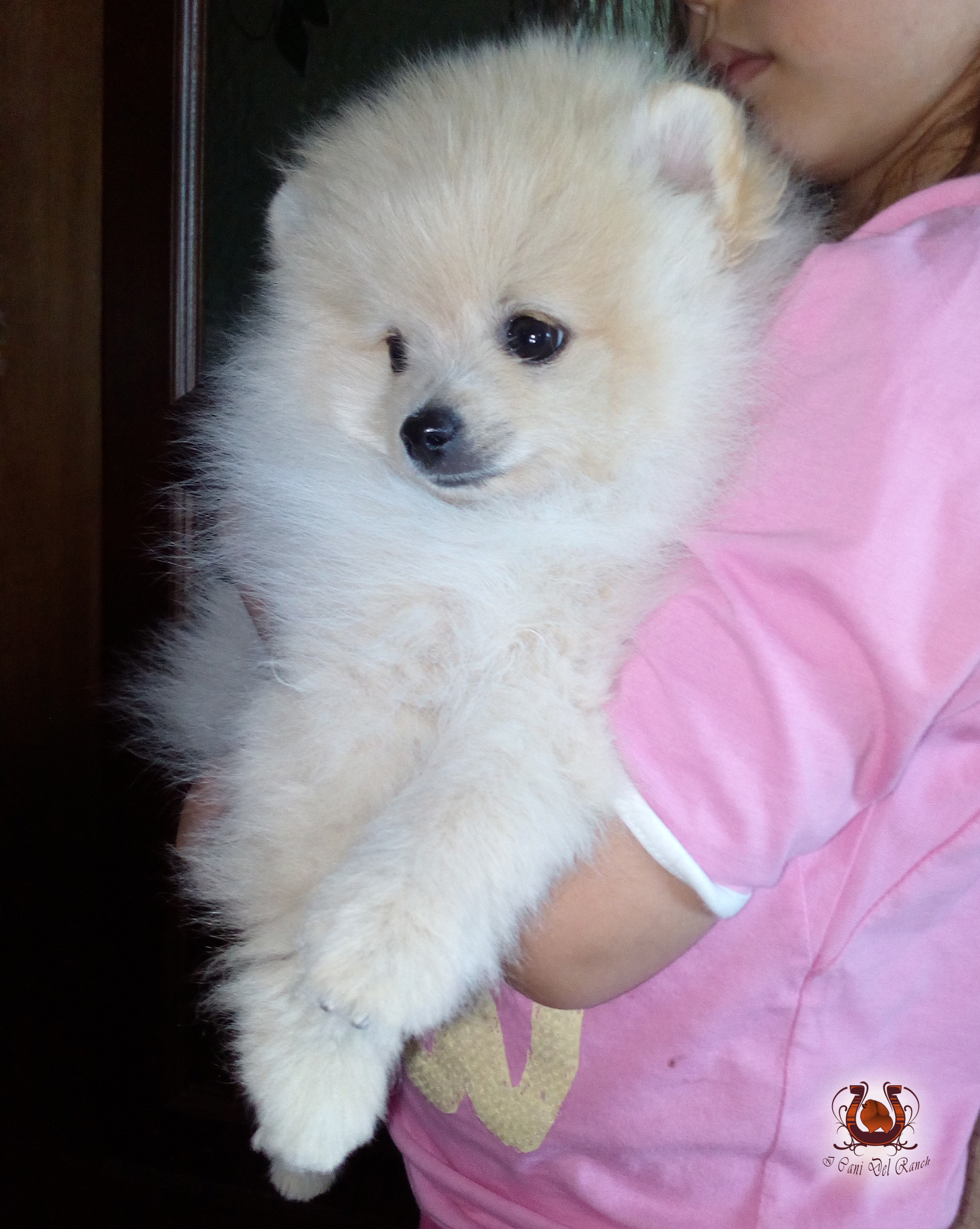 Cucciolo di Volpino di Pomerania